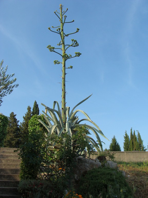 Agava (6)